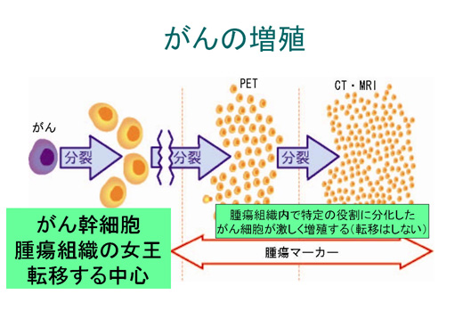 がんの増殖