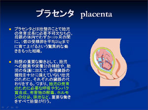 プラセンタについて