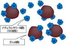 NK細胞の画像